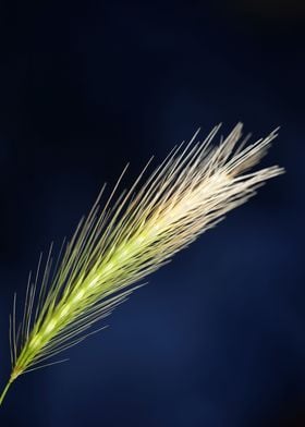 Wheat flowering close up