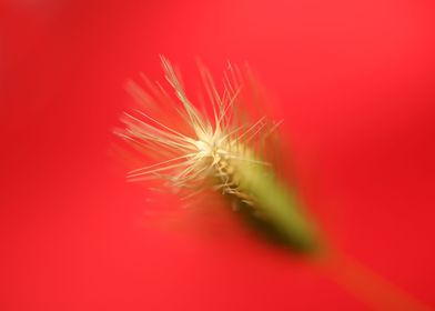 Flower blossoming close up