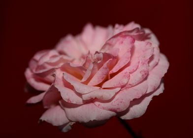 Pink rose flower close up