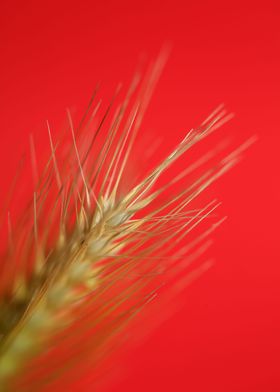 Flower blossoming close up