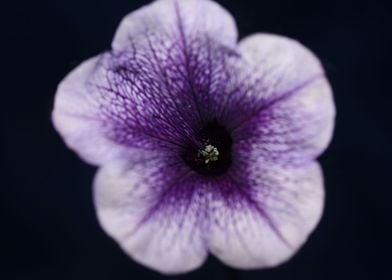 Blue petunia flower macro