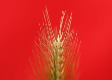 Hordeum flower blossoming