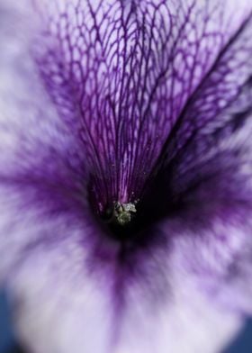 Petunia hybrida blossoming