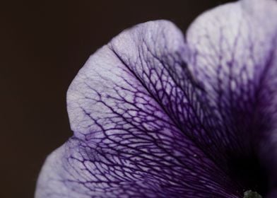 Petunia hybrida blossoming