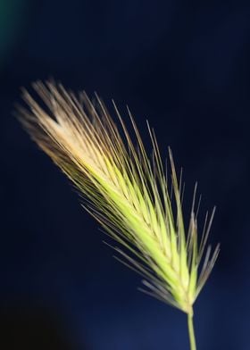 Hordeum flower blossoming