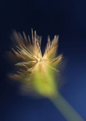 Wheat flowering close up