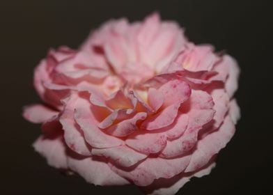 Pink rose flower close up