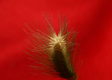 Flower blossoming close up