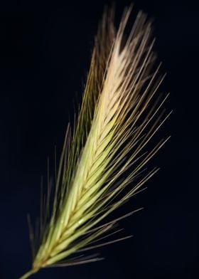 Hordeum flower blossoming