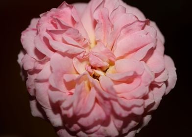 Pink rose flower close up