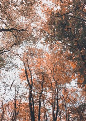 Cooper tree crowns