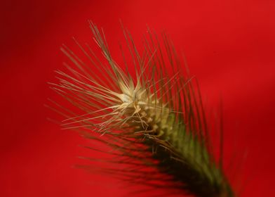 Flower blossoming close up