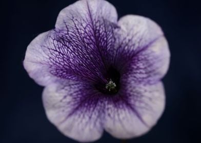 Blue petunia flower macro