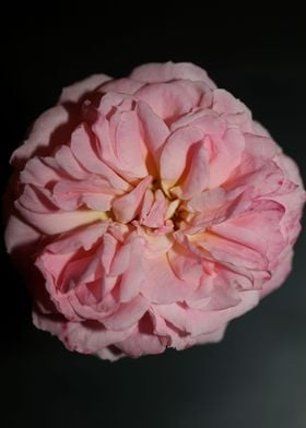 Pink rose flower close up