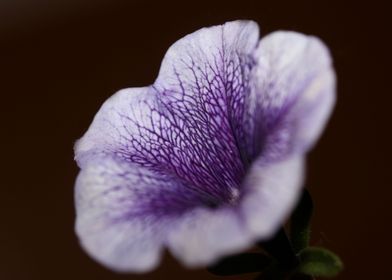 Petunia hybrida blossoming