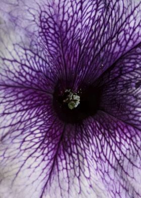 Petunia hybrida blossoming