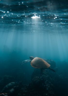 Deep Blue Sea Turtle