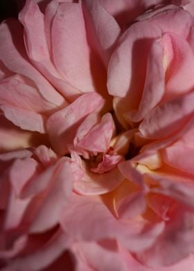 Pink rose flower close up