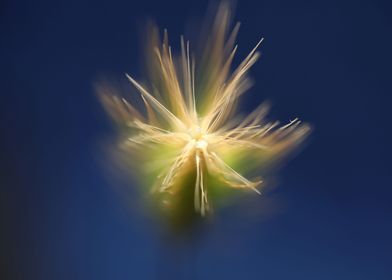 Wheat flowering close up