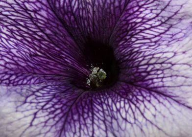 Petunia hybrida blossoming