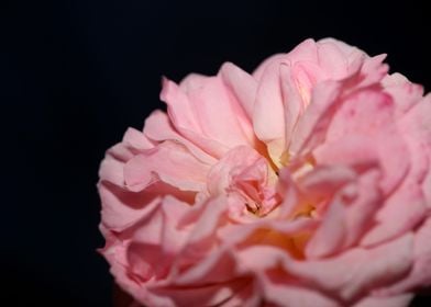 Rose pink flower blossoms