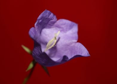 Campanula flower blossom