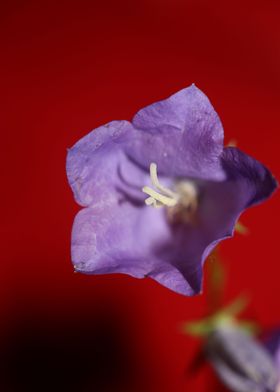 Blue blossom background