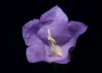 Blue campanula flower