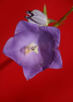 Blue blossom background