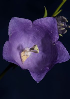 Campanula blossoming macro