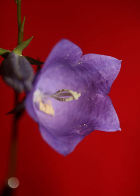 Blue blossom background