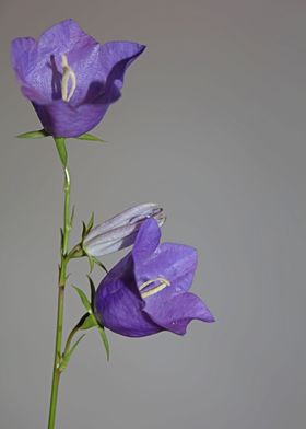 Blue flower blossom macro