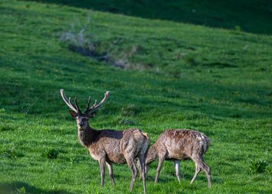 Deer Stag