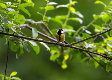 Great tit