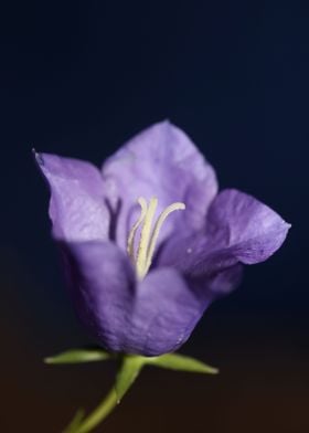 Campanula flower blossom