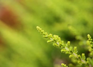 Erica flower blossom macro