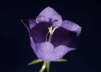 Flower blossoming close up