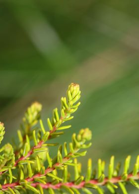 Erica flower blossom macro