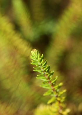 Green erica flower leaves