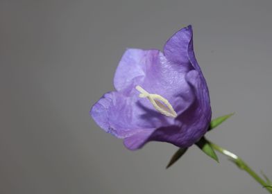 Campanula blossoming macro