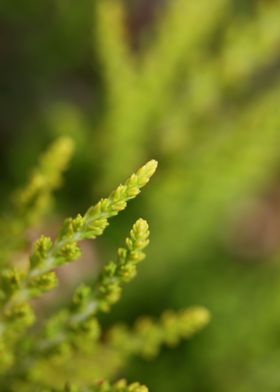 Green erica flower leaves