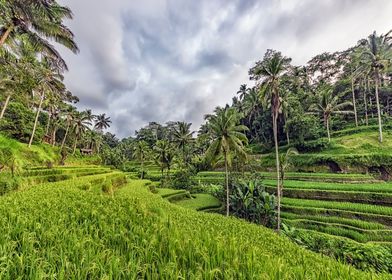 Bali Landscape