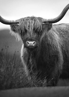 Hairy Scottish Highland