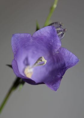 Campanula blossoming macro