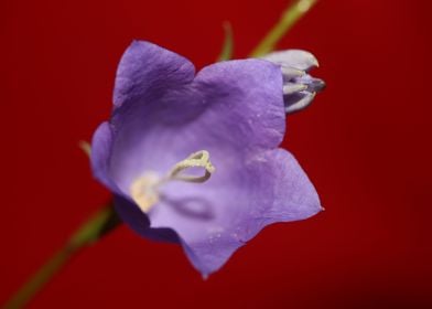 Blue blossom background