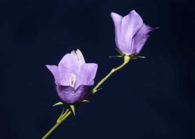 Blue campanula flower