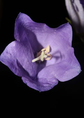 Campanula blossoming macro