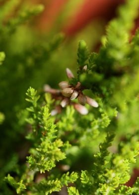 Erica sativa ericaceae