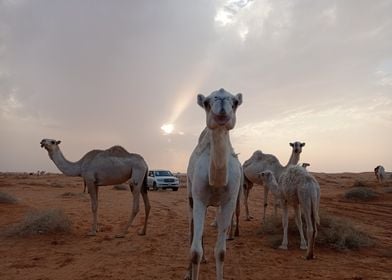 The desert and camels 