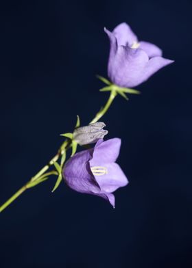 Campanula flower blossom